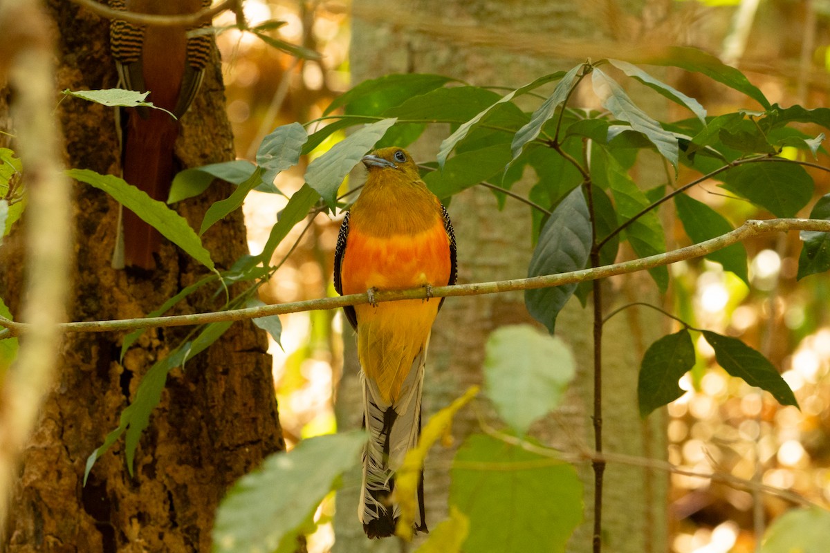 Orange-breasted Trogon - ML631388947