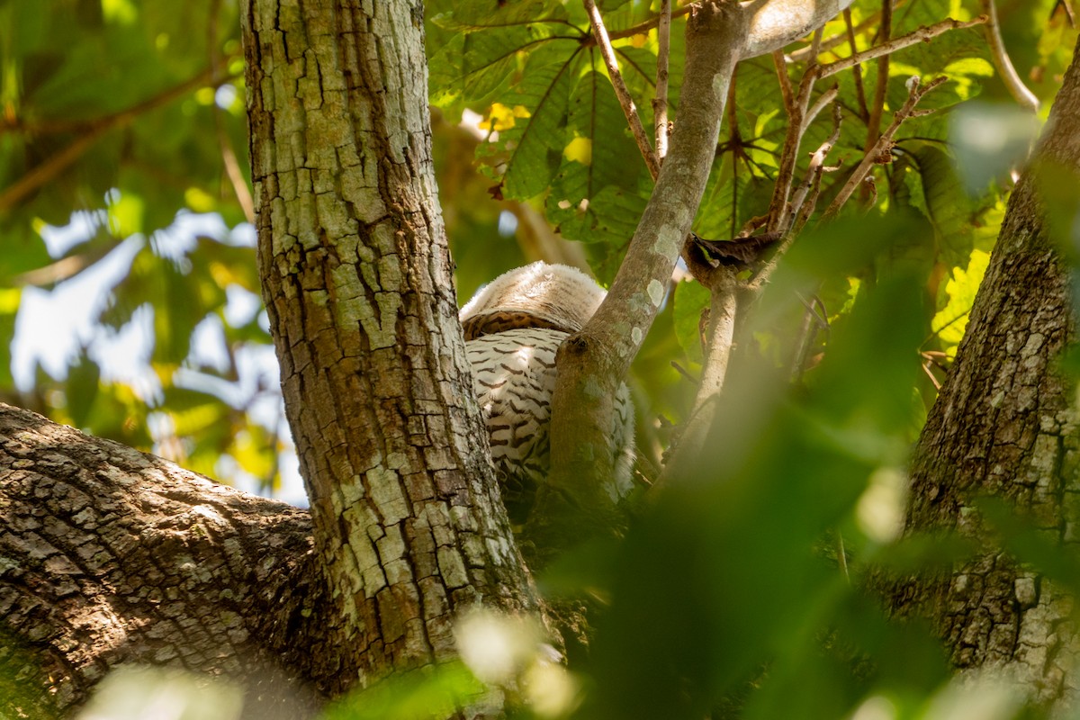 Spot-bellied Eagle-Owl - ML631388984