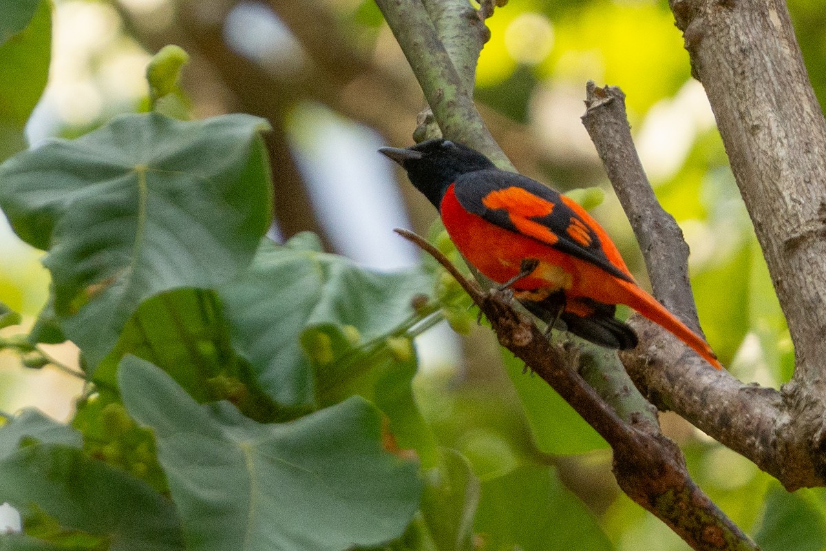 Scarlet Minivet - ML631388986