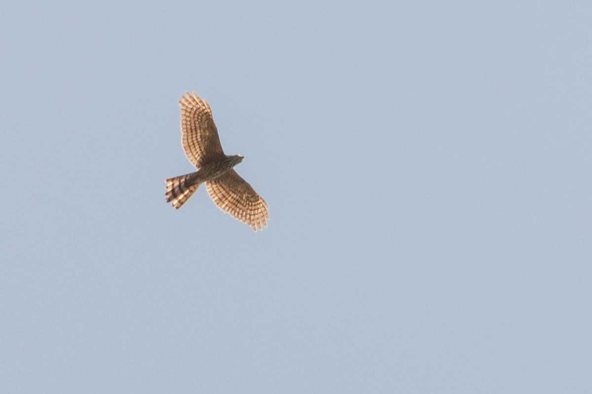 Shikra gabiraia - ML631389018