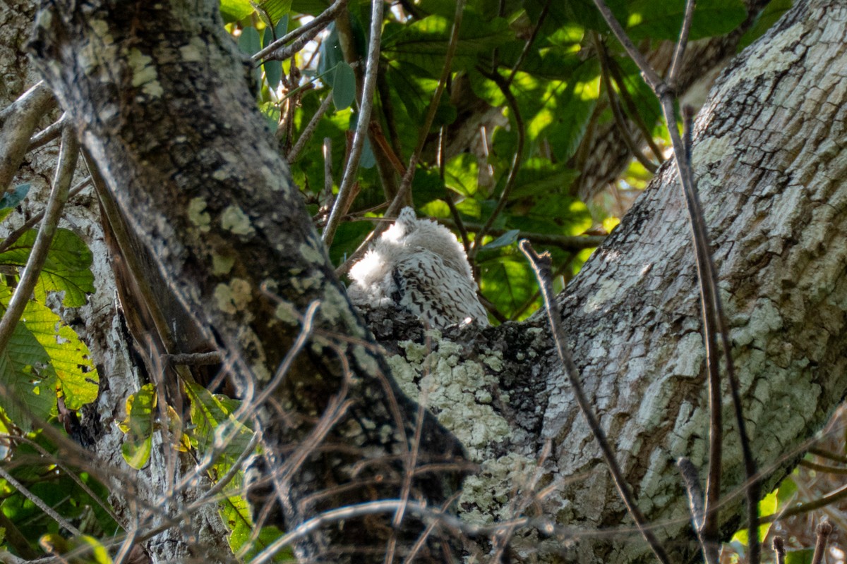 Spot-bellied Eagle-Owl - ML631389027