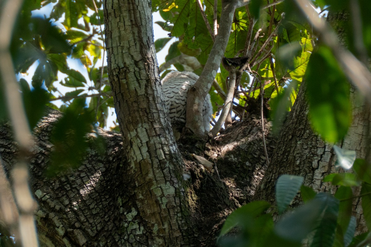 Spot-bellied Eagle-Owl - ML631389028
