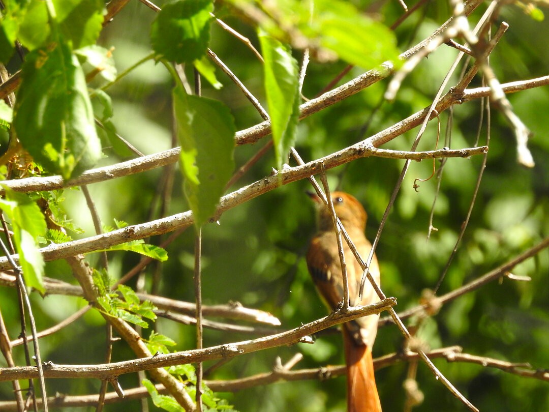 Ash-throated Casiornis - ML631389055