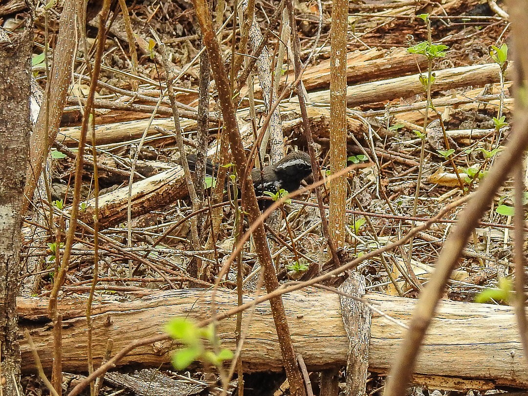 Black-bellied Antwren - ML631389174
