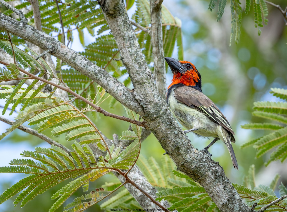 Black-collared Barbet - ML631389422