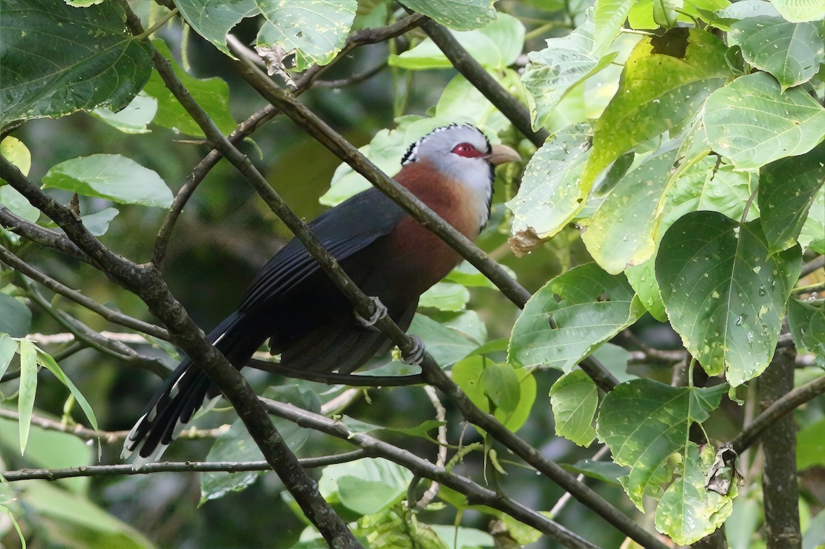 Scale-feathered Malkoha - ML631389594