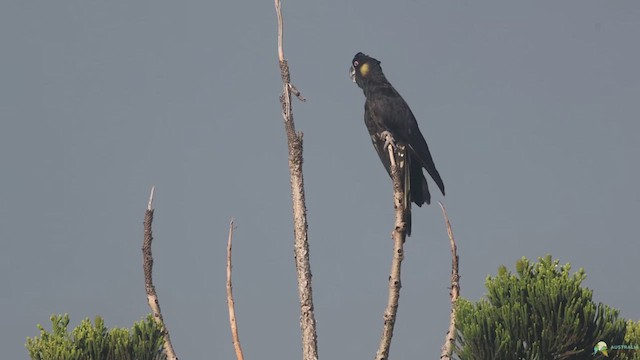 Yellow-tailed Black-Cockatoo - ML631389737