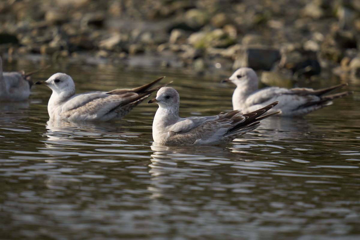 Short-billed Gull - ML631389818
