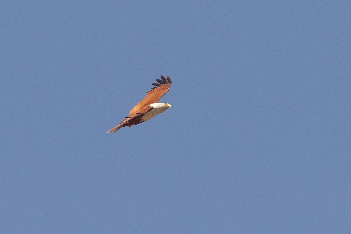Brahminy Kite - ML631389844