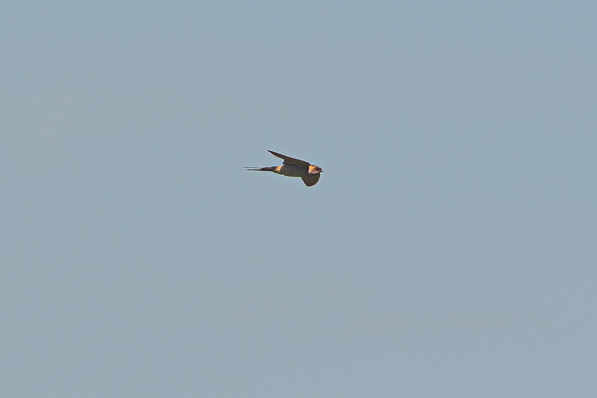 Eastern Red-rumped Swallow - ML631389847