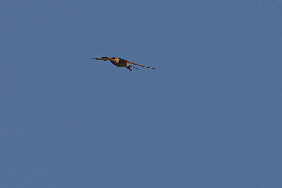 Eastern Red-rumped Swallow - ML631389849