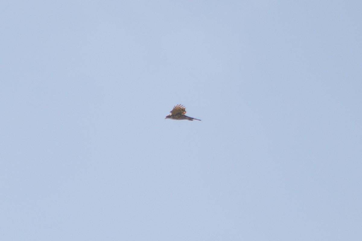 Crested Goshawk - ML631389878