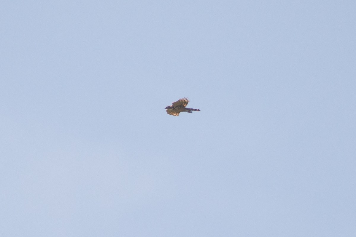Crested Goshawk - ML631389879