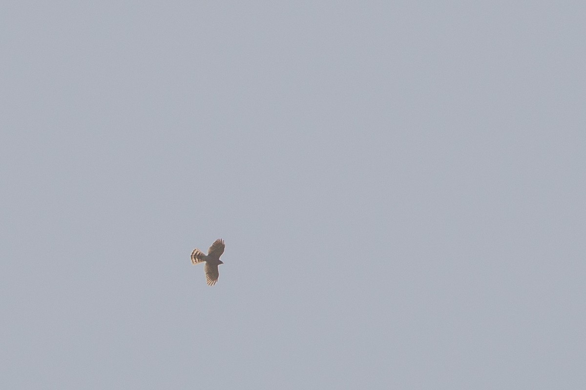 Shikra - ML631389881