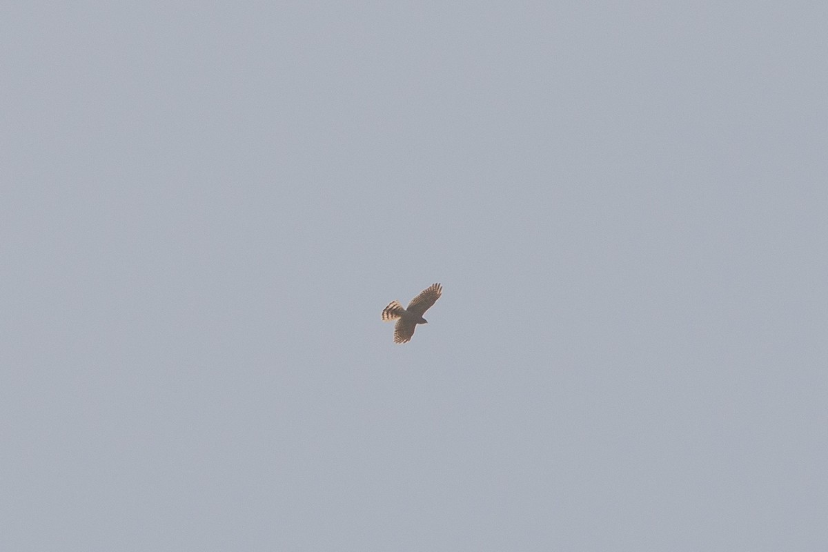 Shikra - ML631389882