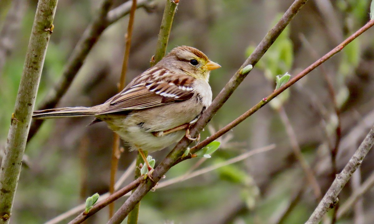 White-crowned Sparrow - ML631390065