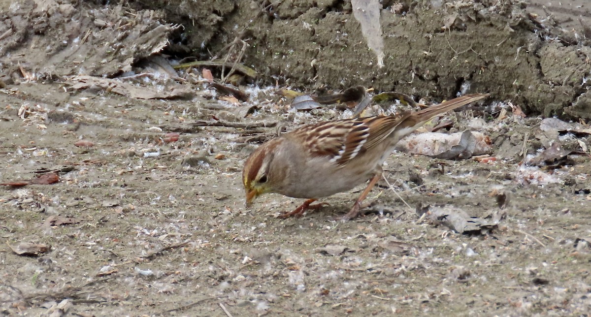 White-crowned Sparrow - ML631390067