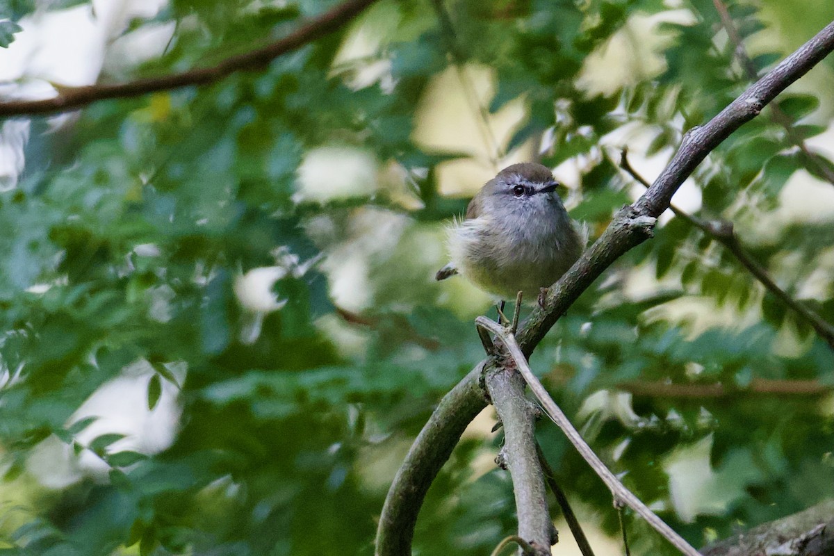 Brown Gerygone - ML631390200