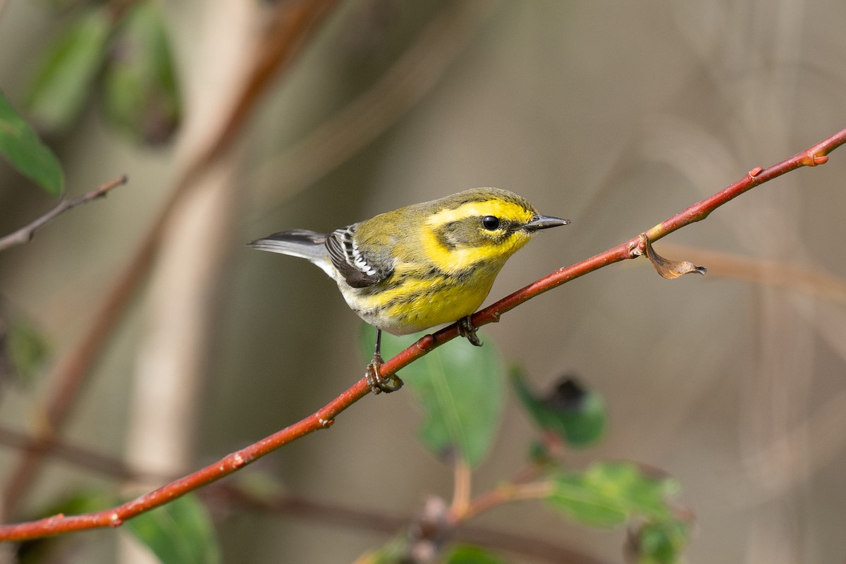 Townsend's Warbler - ML631390314