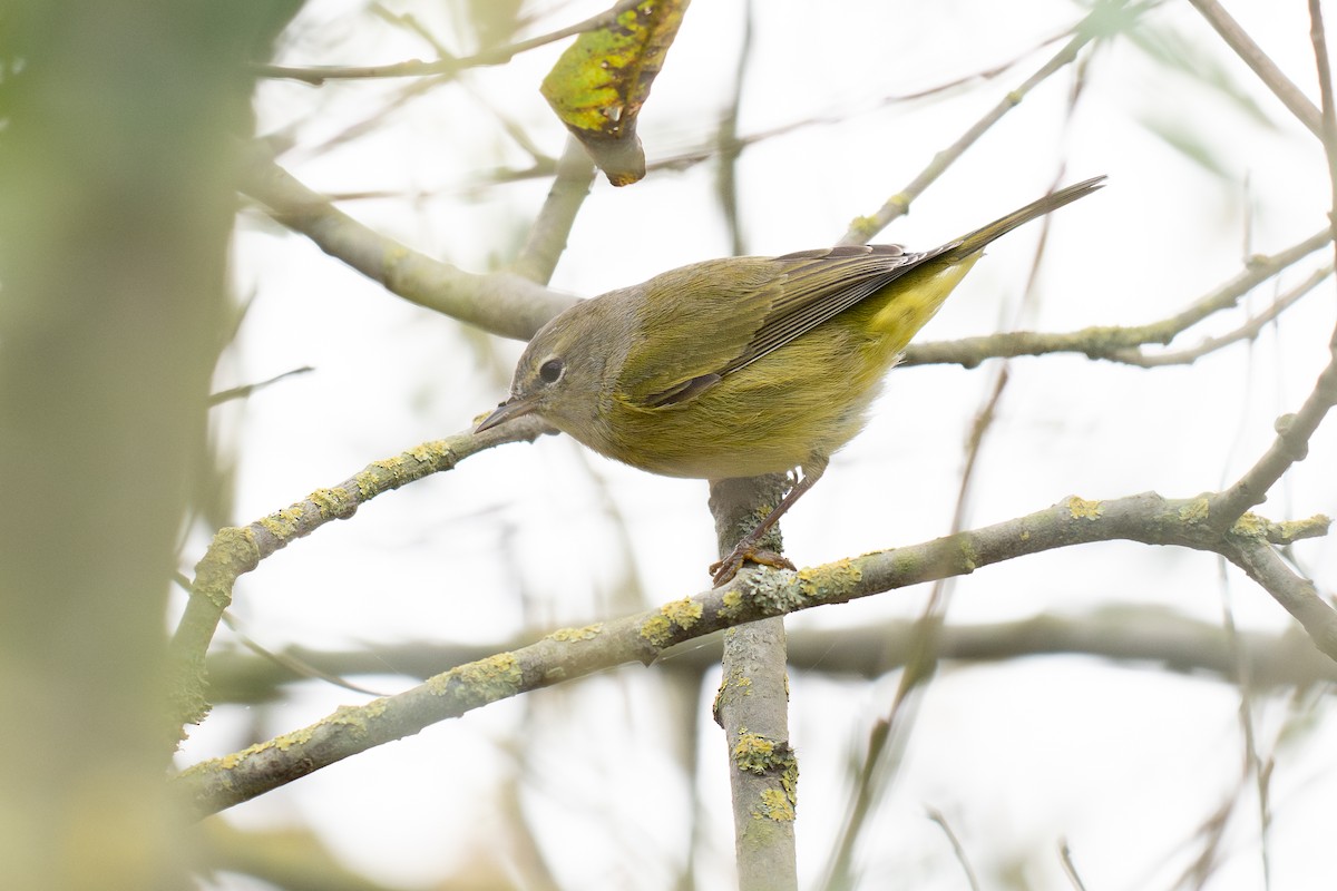 Orange-crowned Warbler (Gray-headed) - ML631390319