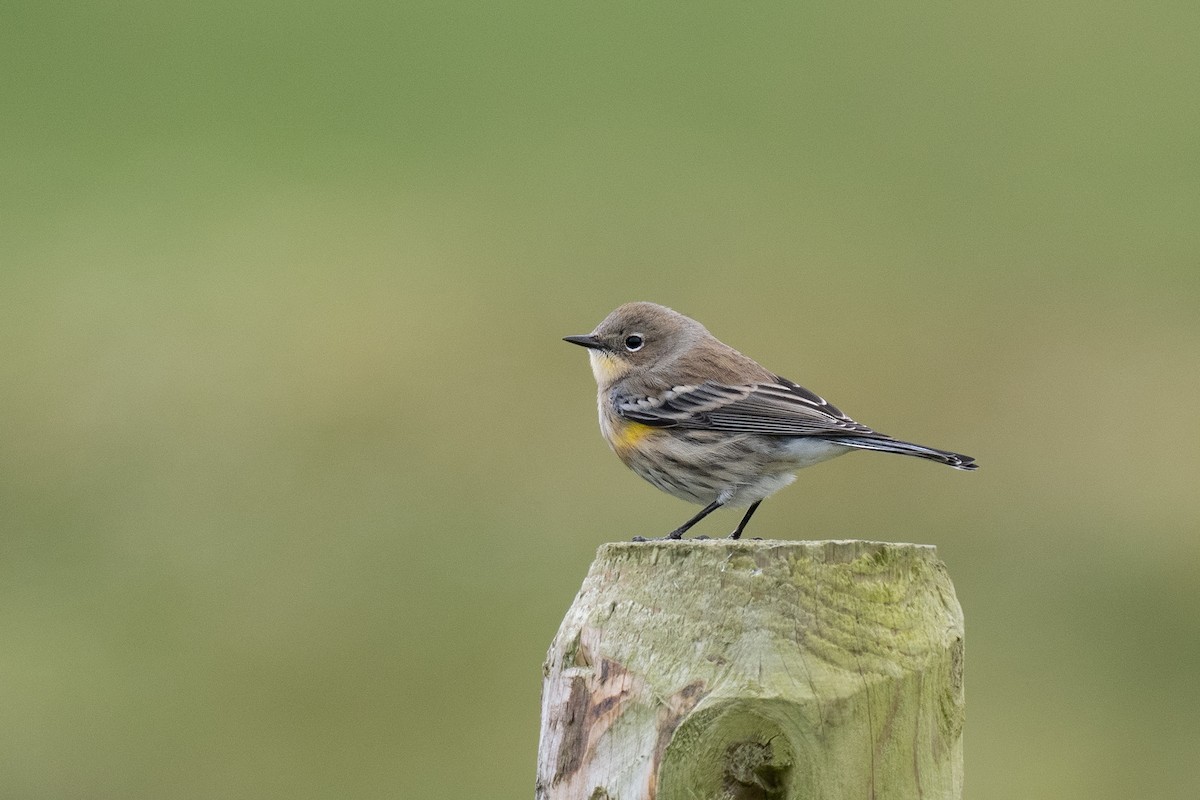 Yellow-rumped Warbler (Audubon's) - ML631390330