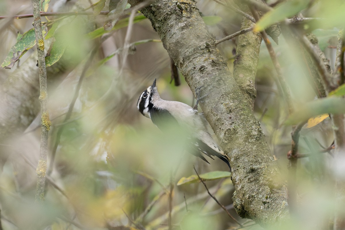 Downy Woodpecker - ML631390337