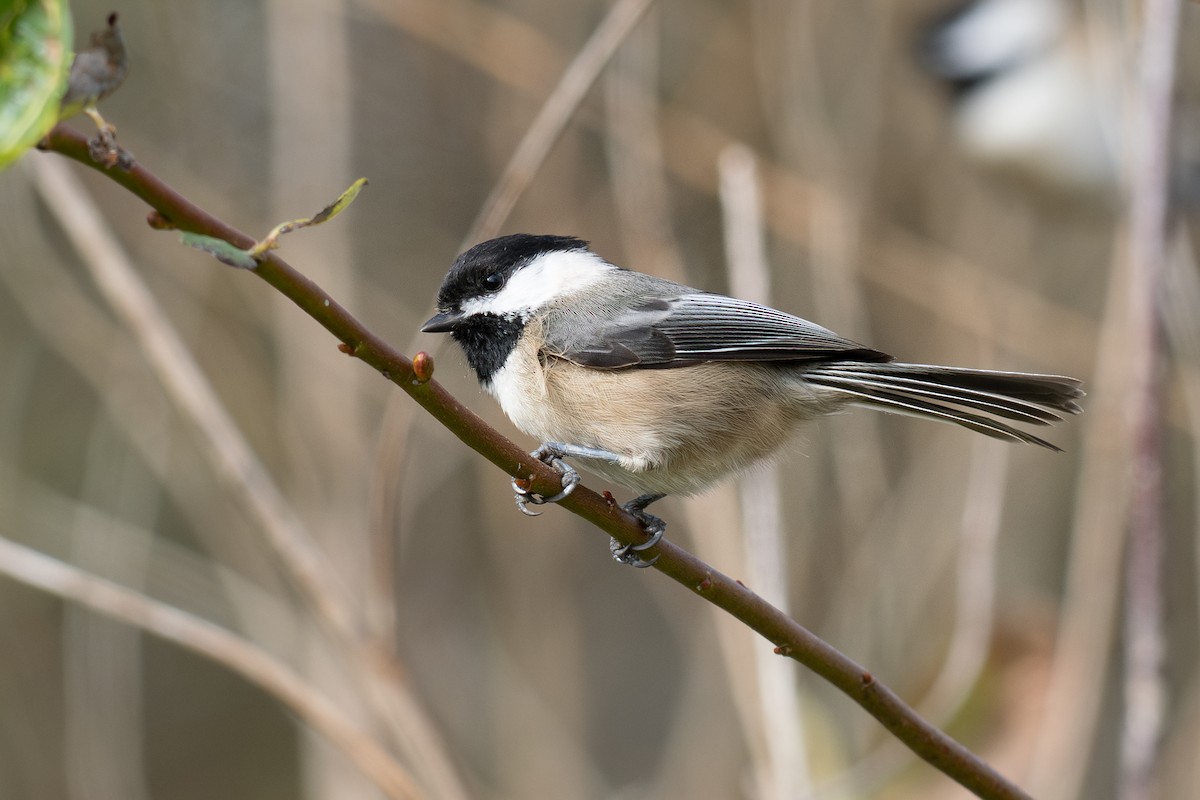 Black-capped Chickadee - ML631390339