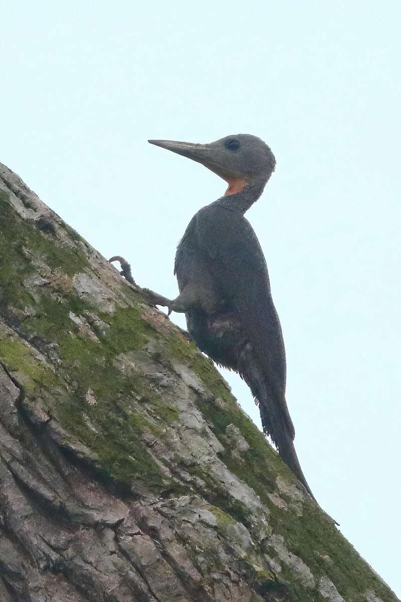 Great Slaty Woodpecker - ML631390350