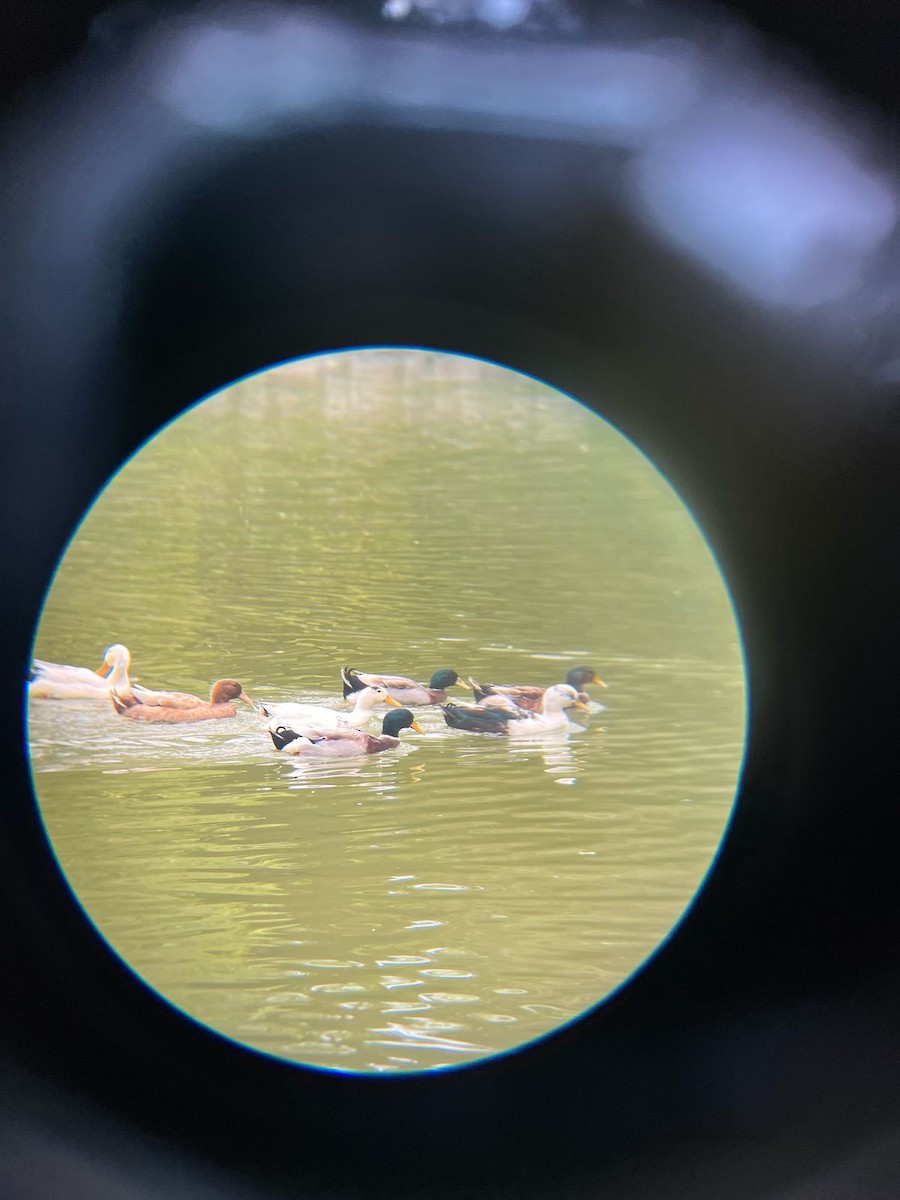 Ánade Azulón - ML631390430