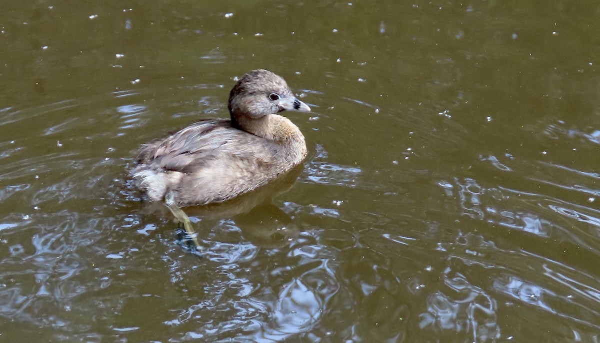 Pied-billed Grebe - ML631390496