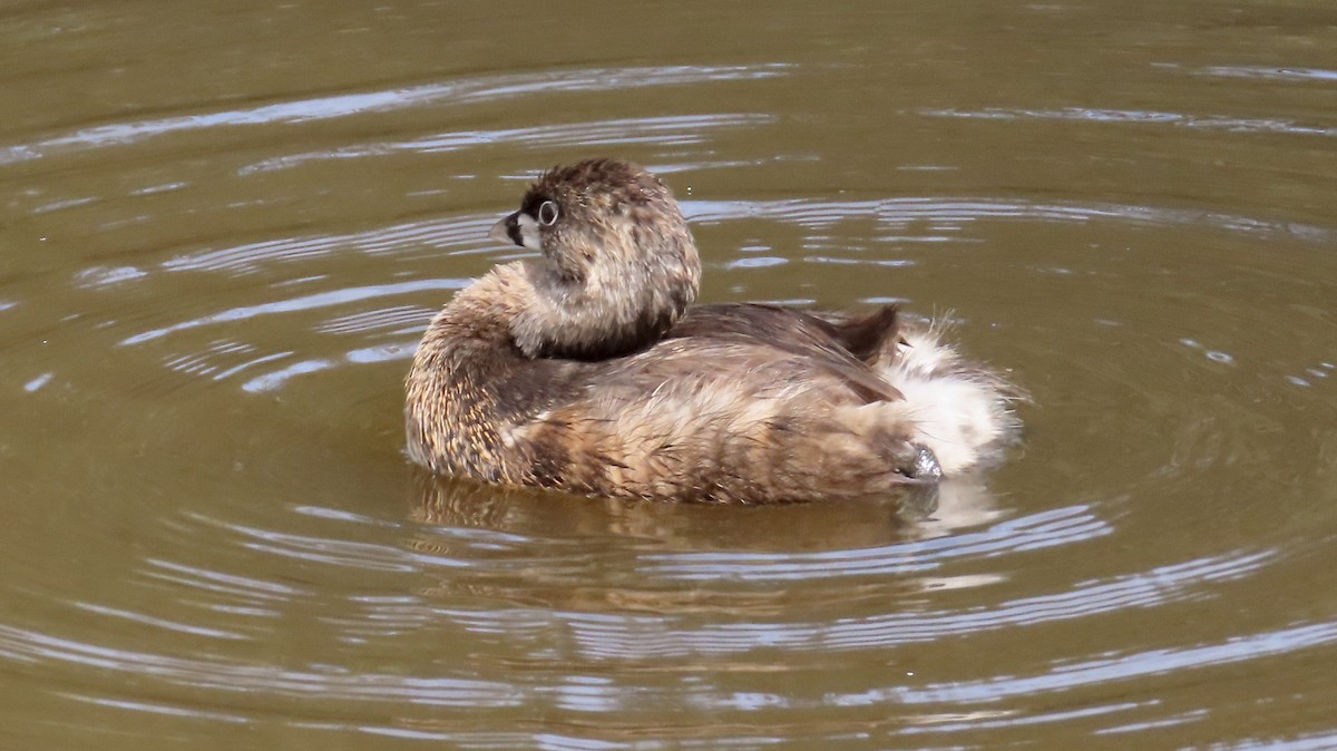 Pied-billed Grebe - ML631390497