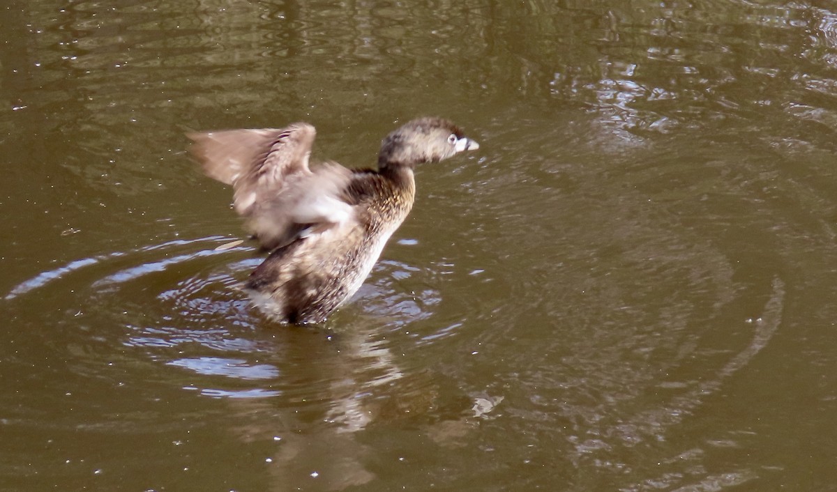Pied-billed Grebe - ML631390498