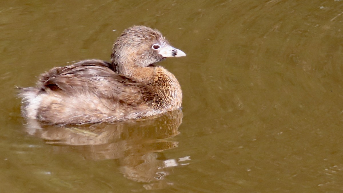 Pied-billed Grebe - ML631390499