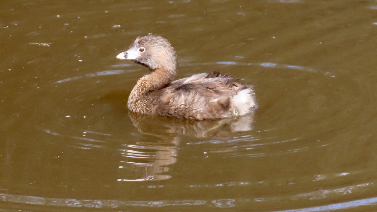 Pied-billed Grebe - ML631390500