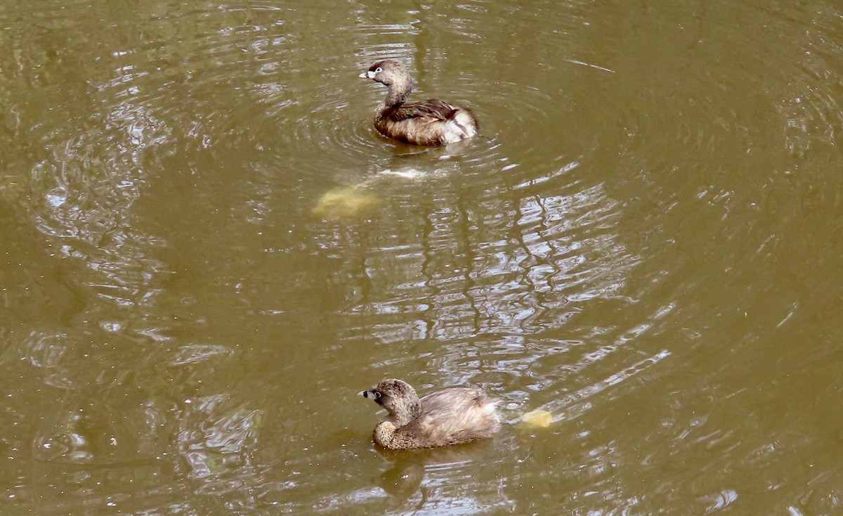 Pied-billed Grebe - ML631390501