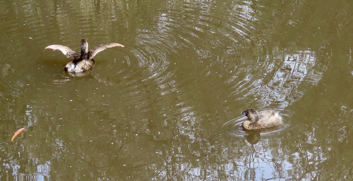 Pied-billed Grebe - ML631390502