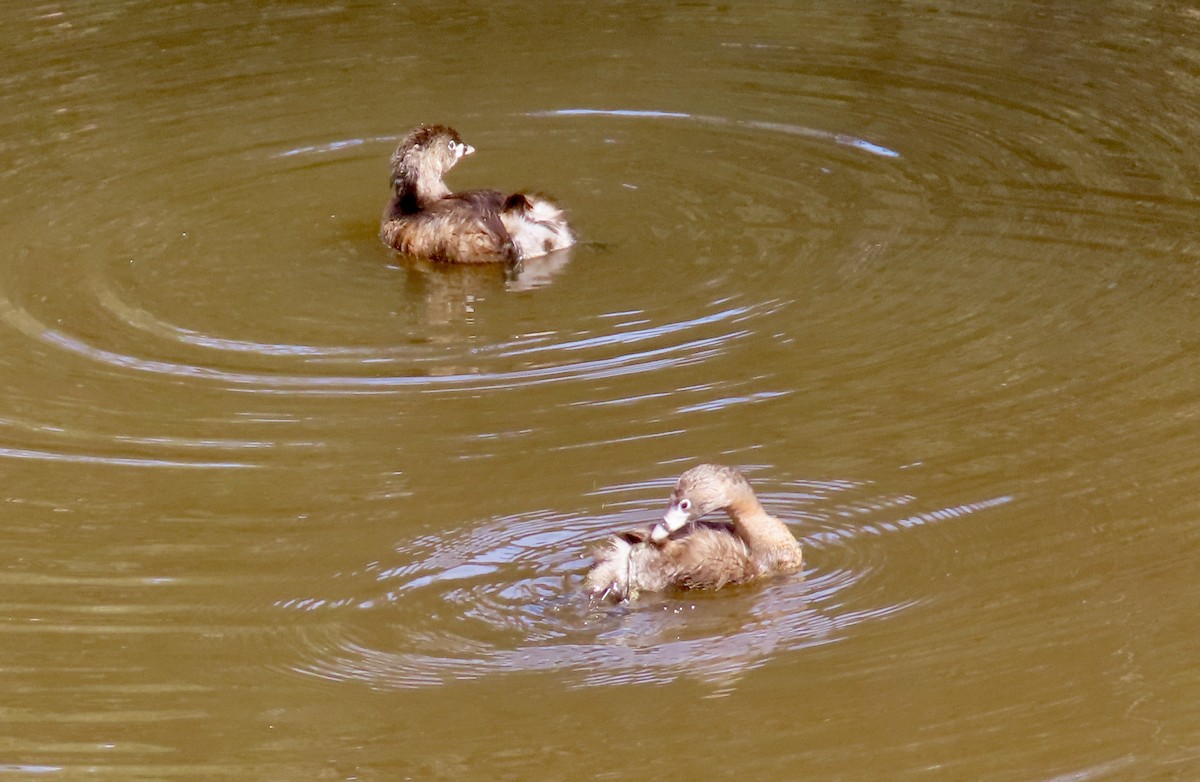 Pied-billed Grebe - ML631390504