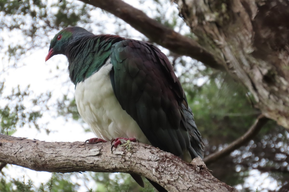 New Zealand Pigeon - ML631390536