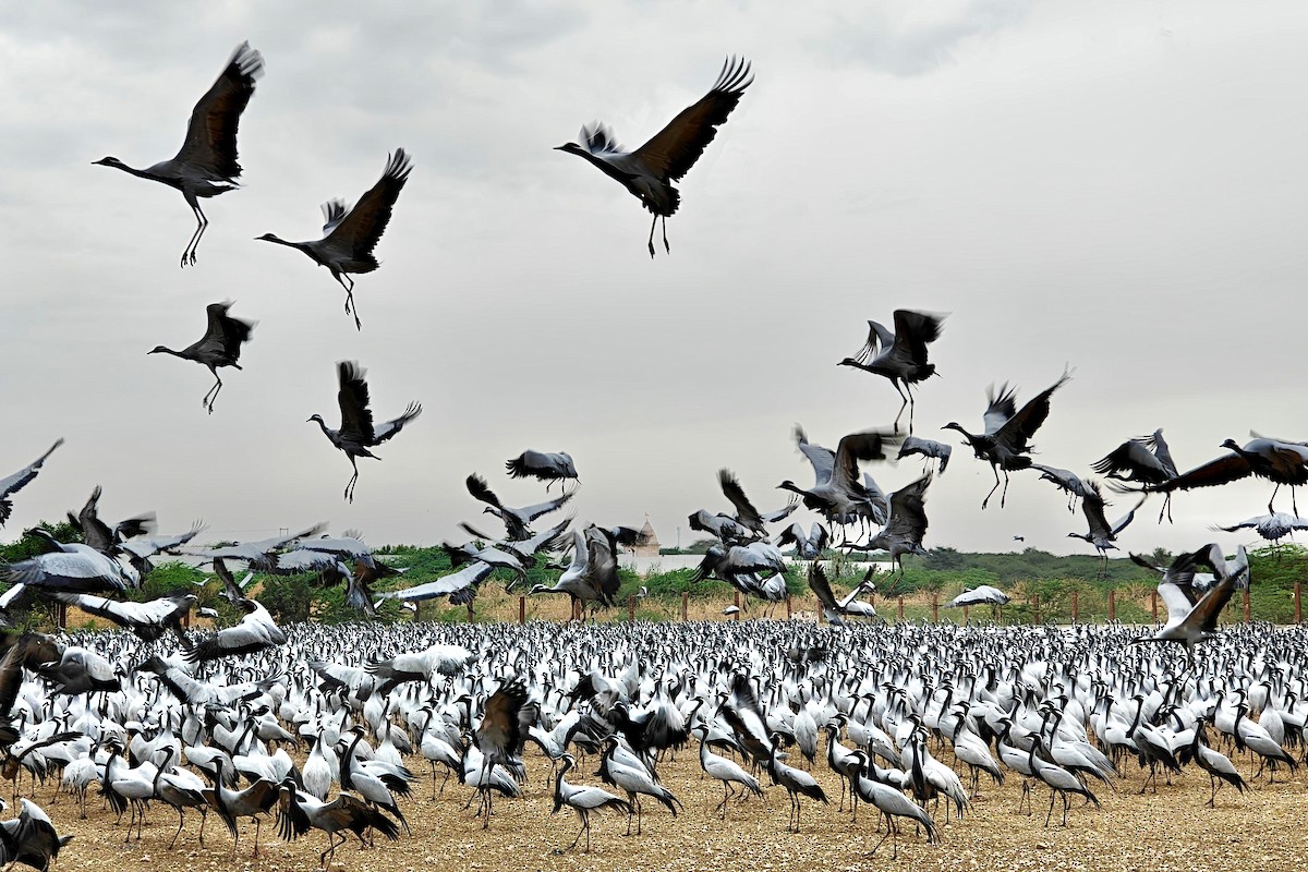 Demoiselle Crane - ML631390808