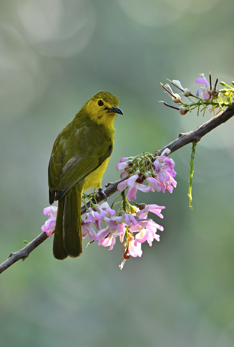 Yellow-browed Bulbul - ML631390846