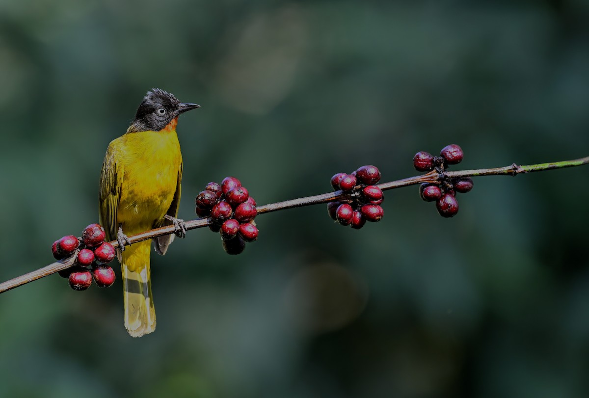 Flame-throated Bulbul - ML631390849