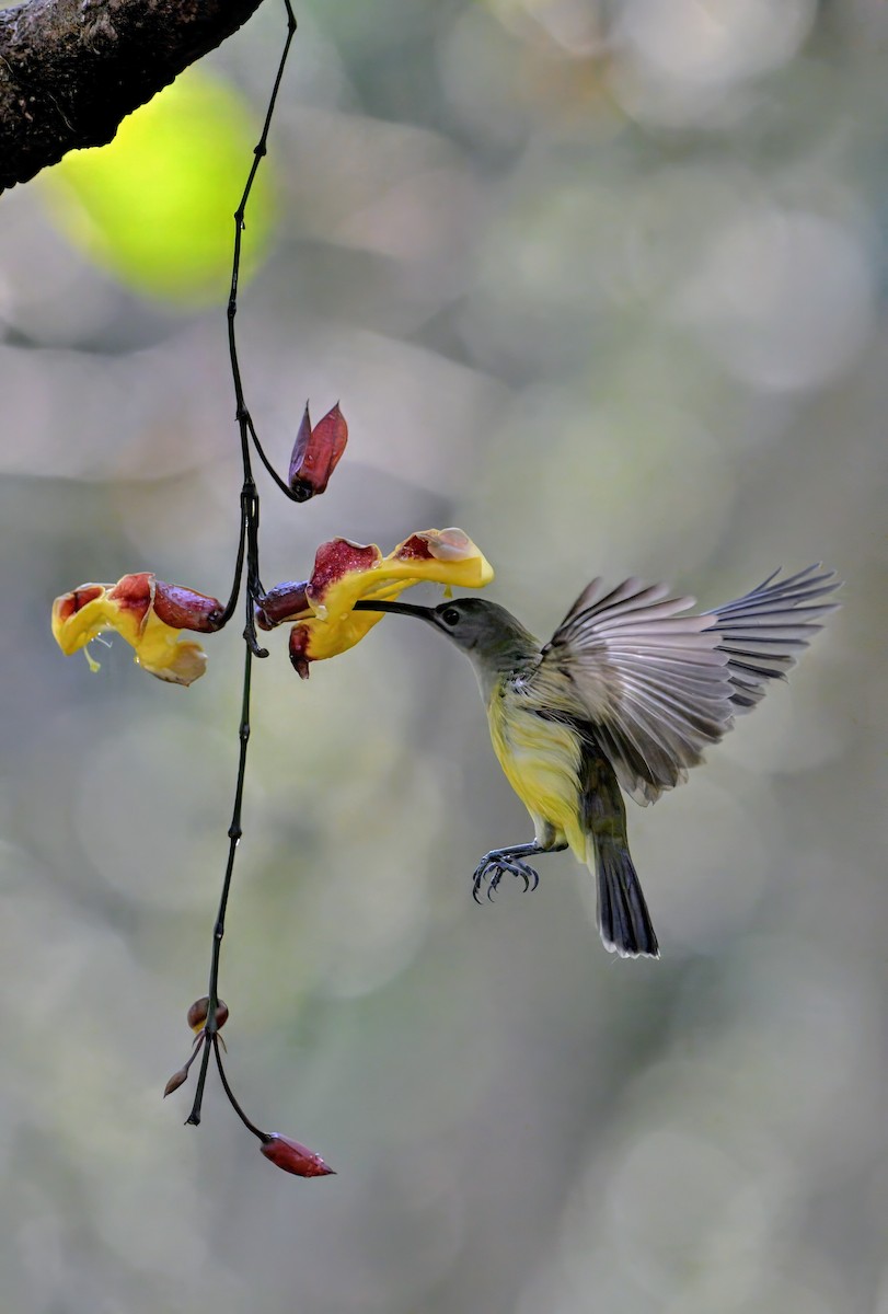 Little Spiderhunter - ML631390860