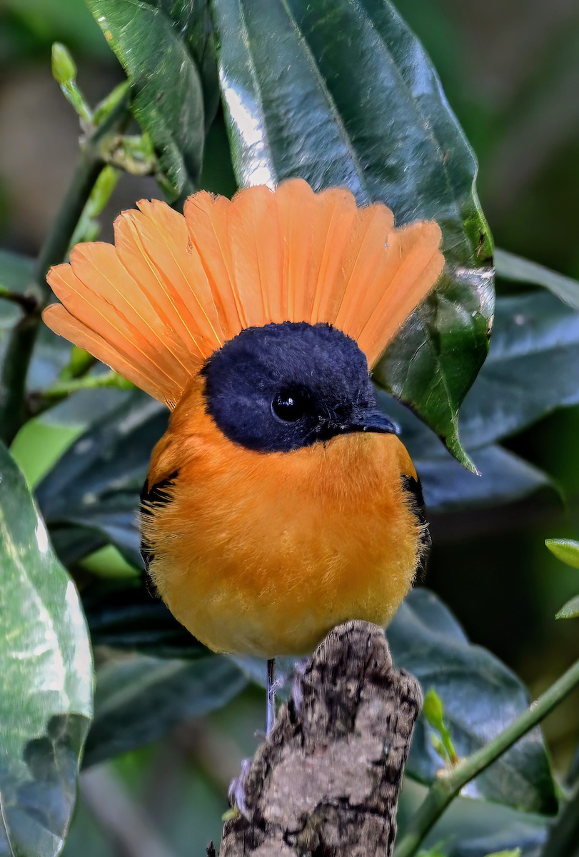 Black-and-orange Flycatcher - ML631390877