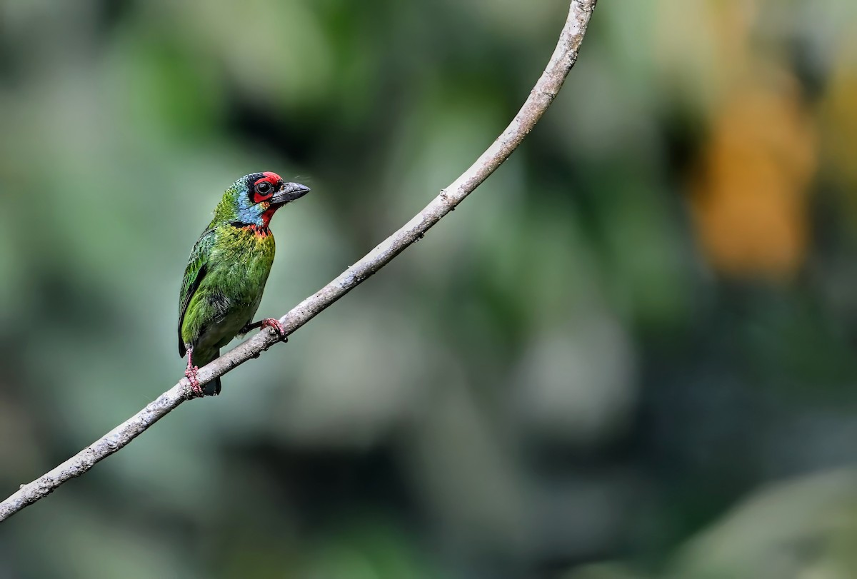 Malabar Barbet - ML631390888