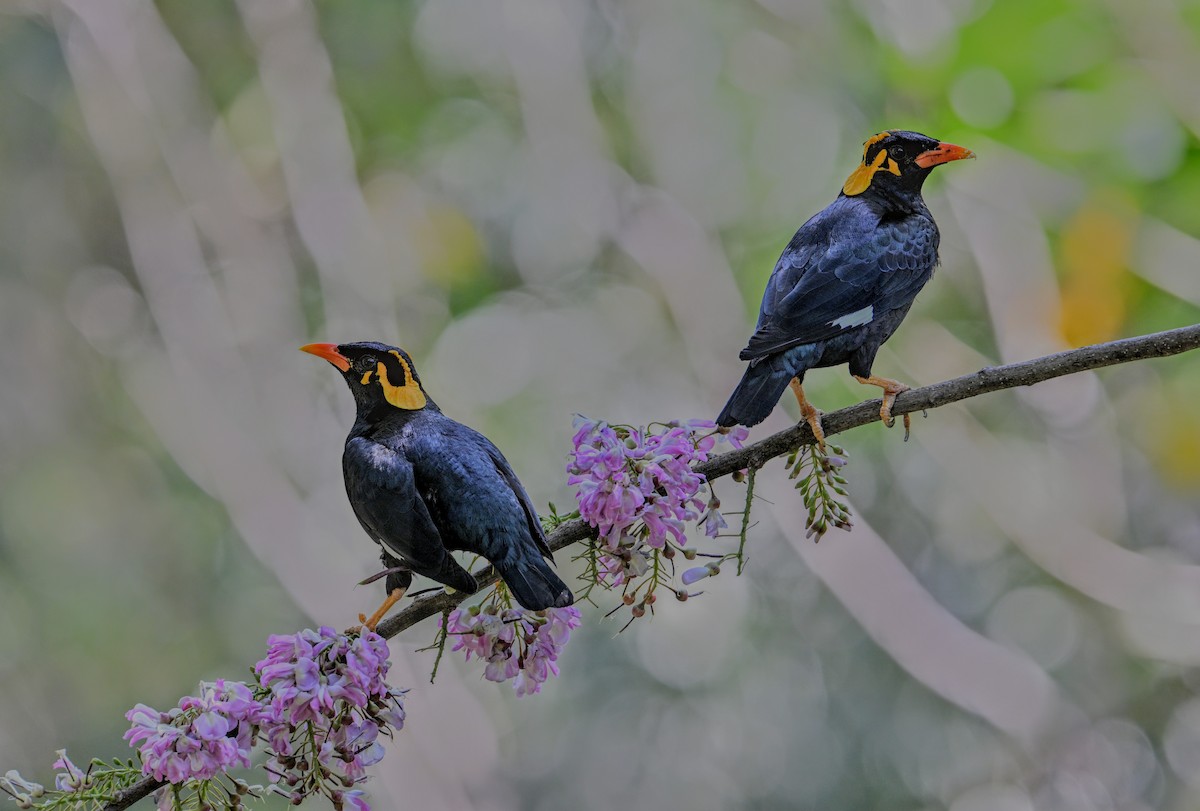 Southern Hill Myna - ML631390889