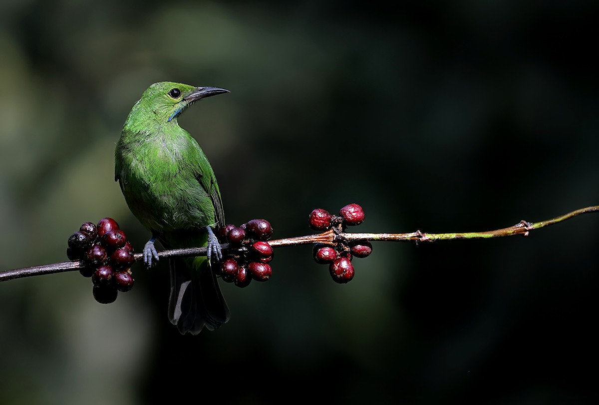 Golden-fronted Leafbird - ML631390891