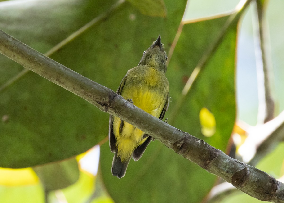 White-fronted Manakin - ML631390981
