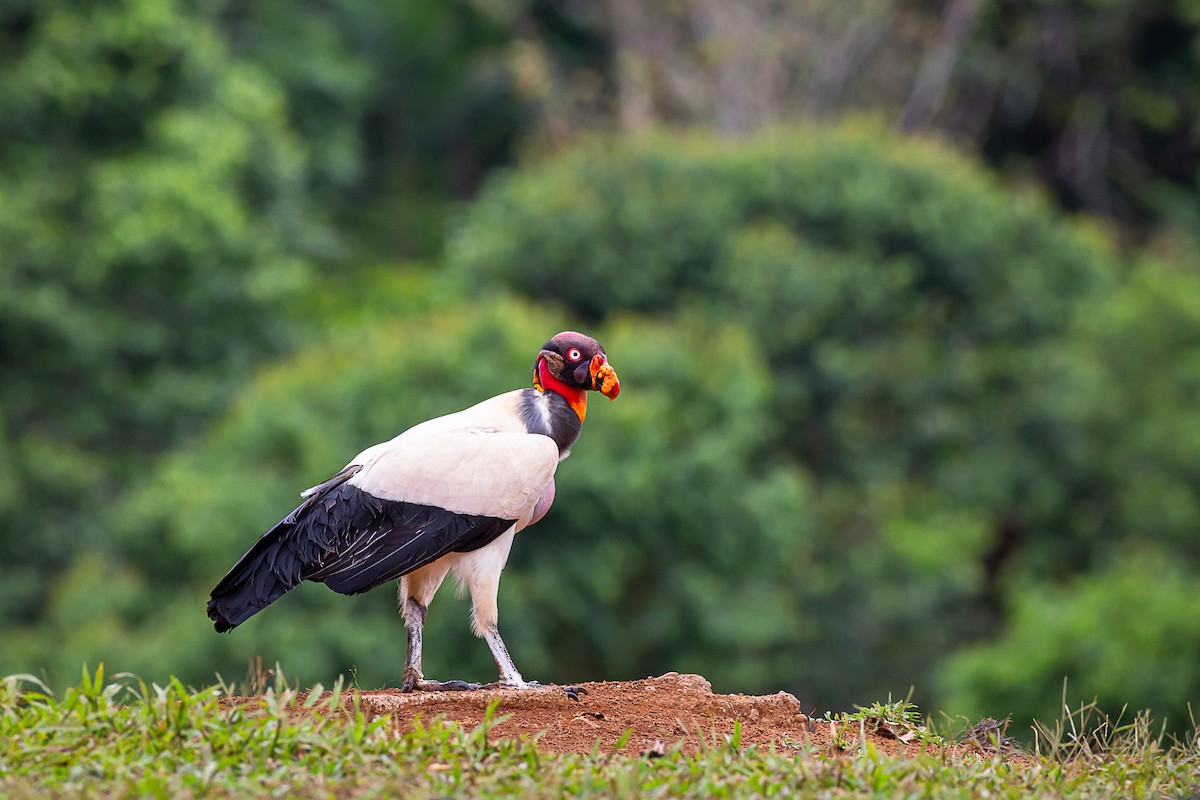 King Vulture - ML631391118