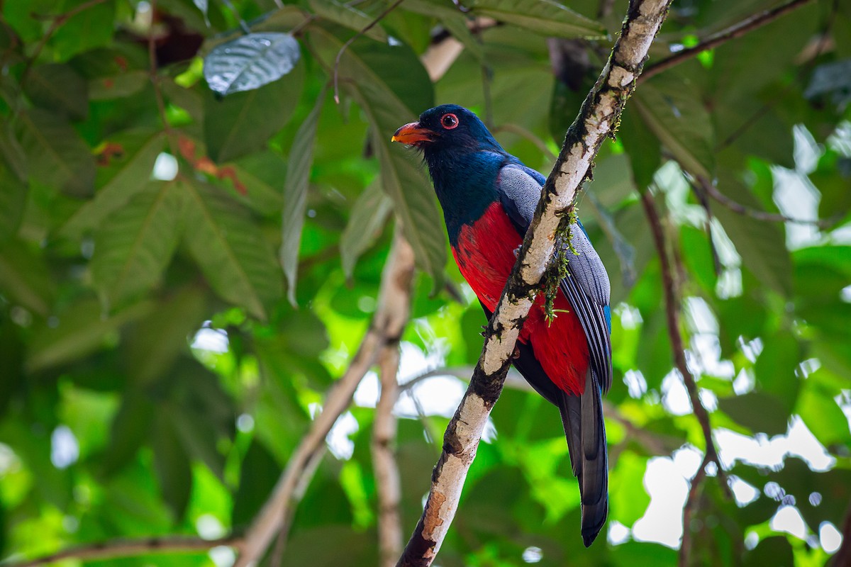 Slaty-tailed Trogon - ML631391129