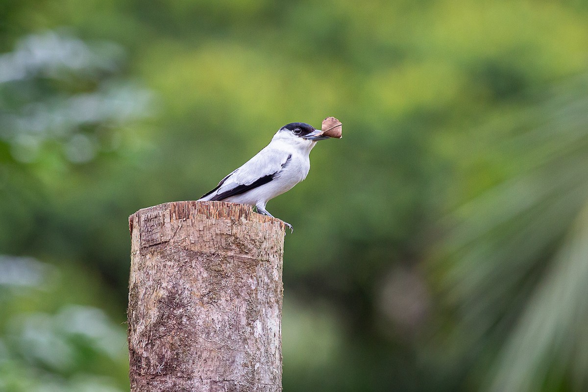 Black-crowned Tityra - ML631391157